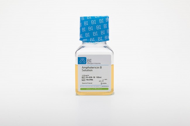 两性霉素B