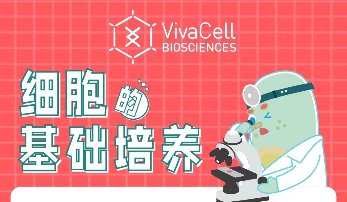 细胞的基础培养