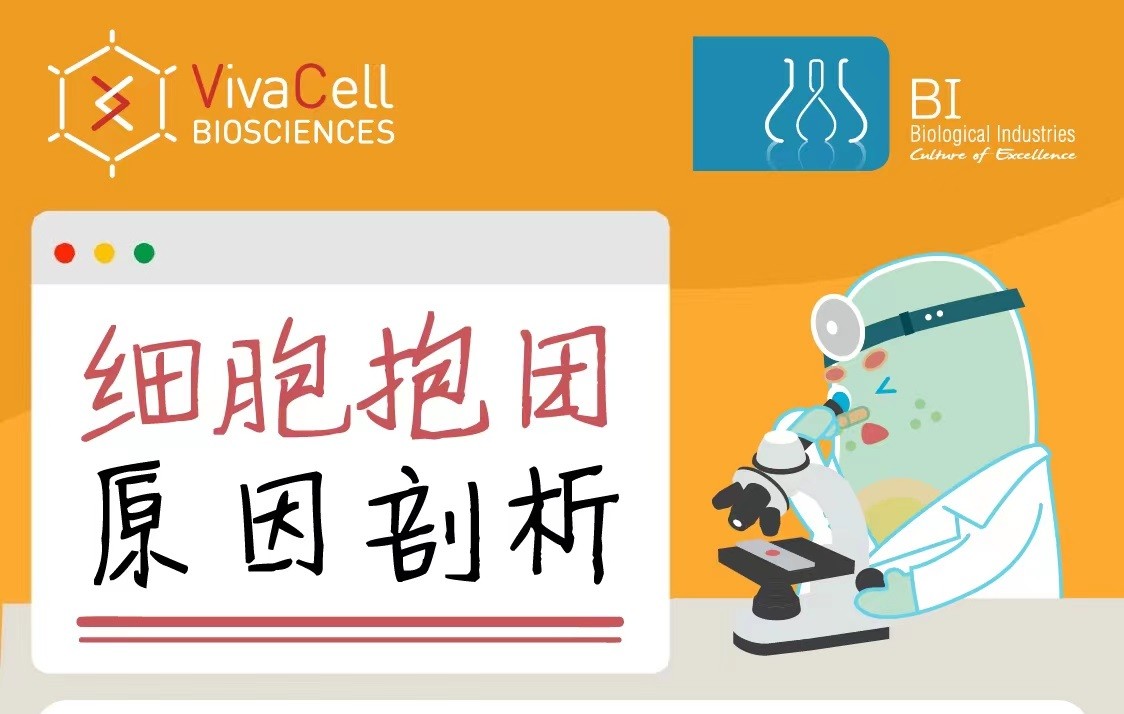 细胞抱团原因剖析